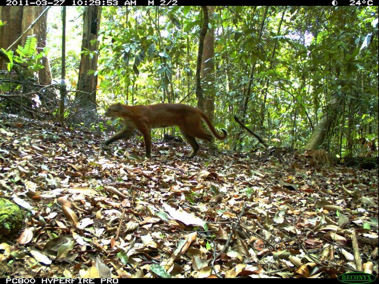 An Asiatic golden cat captured by camera trap. Photo credit: Tiger Team_WWF.