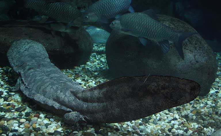 The Chinese Giant Salamander (Andrias davidianus) in the Shanghai Aquarium. This amphibian’s survival in the wild depends upon the conservation of its habitat. Photo J. Patrick Fischer licensed under the Creative Commons Attribution-Share Alike 3.0 Unported license