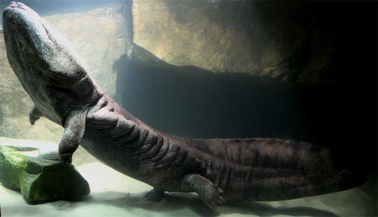 The Chinese Giant Salamander has been known to grow as long as 1.8 meters (almost 6 feet). It lives in fast-flowing rivers in the highlands of Central and Southern China. Photo courtesy of ZSL 